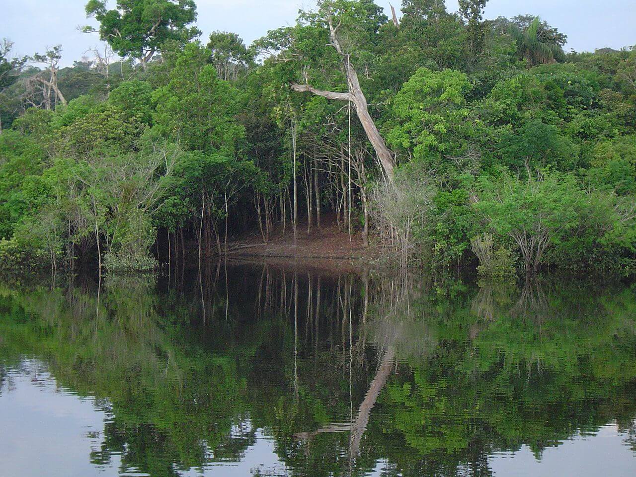 Дождевой лес в Мозамбике